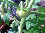 The first tomato of the season, yum!